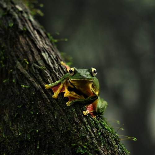 Malabara frog