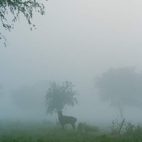 Photo #8058711