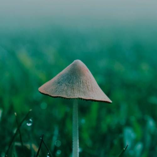 Photo #8062959