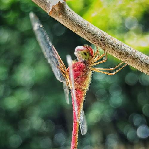 Photo #8063320