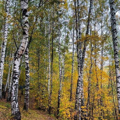 Photo #8065075