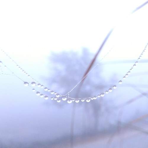 Nature Pearls