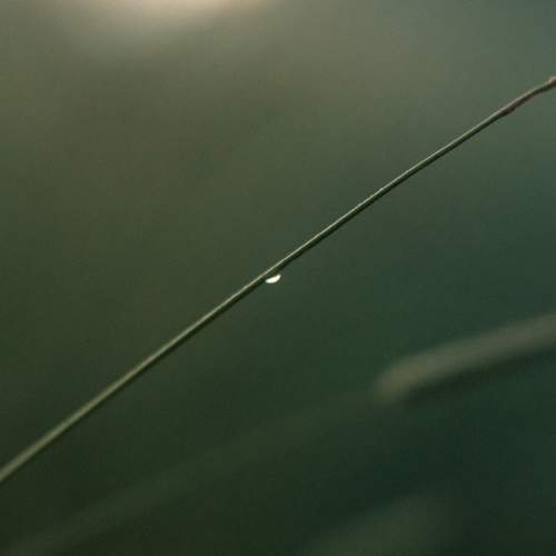 Photo #8065785