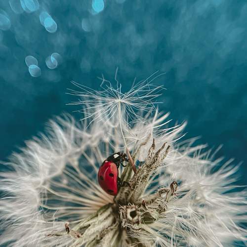 Photo #8067484