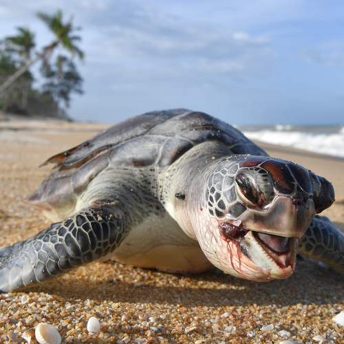 Green Turtle