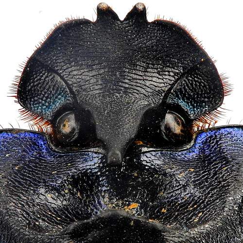 Coprophanaeus sp
