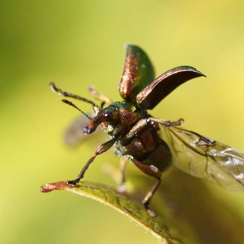 Эх, раззудись, плечо! Размахнись, крыло! Зажужжи, крыло, засверкай кругом!