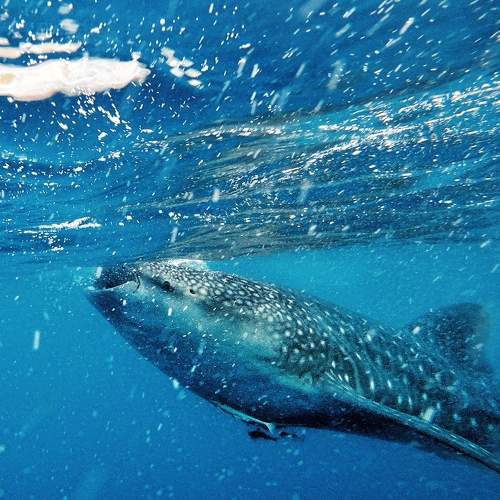 Photo #8077557