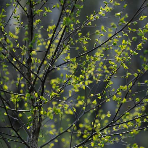 Photo #8077635