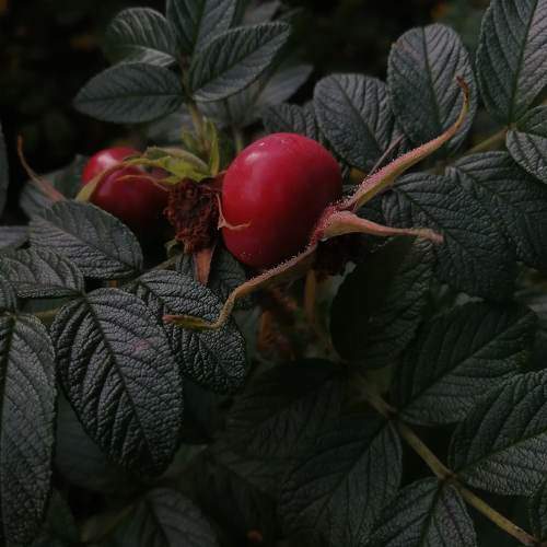 Photo #8077693