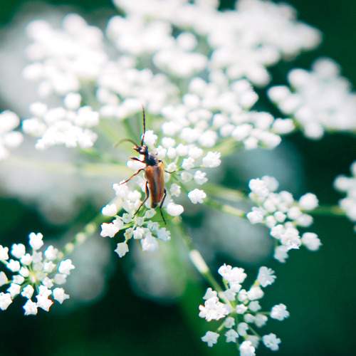 Photo #8079060