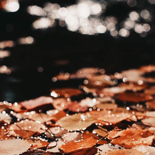 Photo #8080309