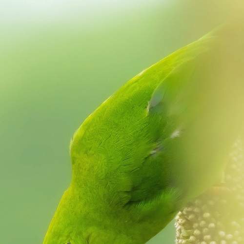 Photo #8080666