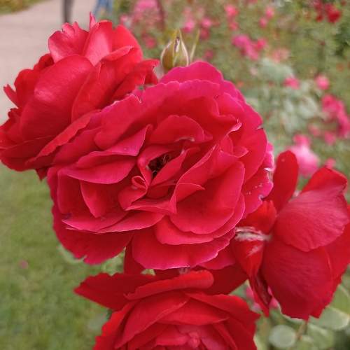 Photo #8081827