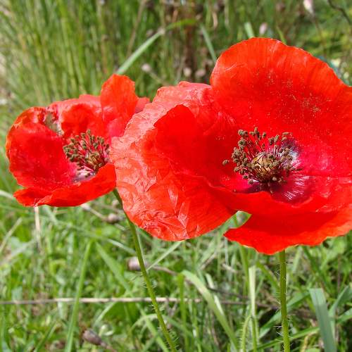 Photo #8082568