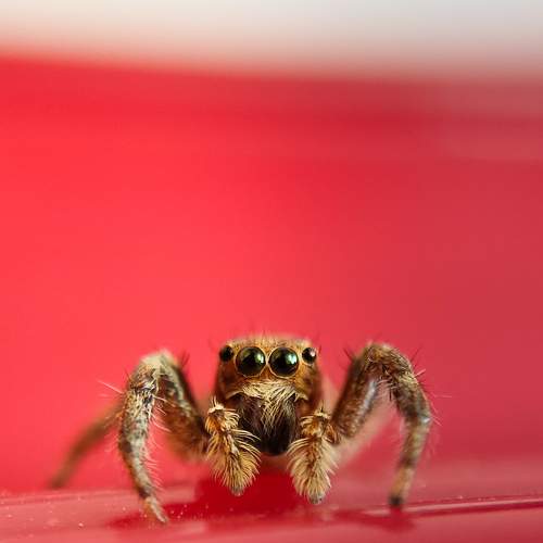 Macro