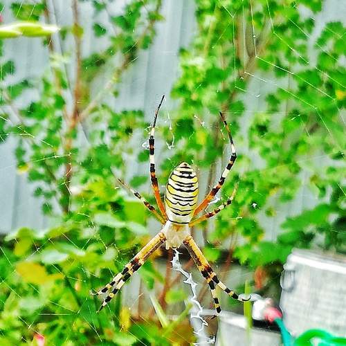 Photo #8083182