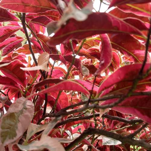 Aglonema Legacy Red Leaf