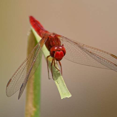 red damselfly