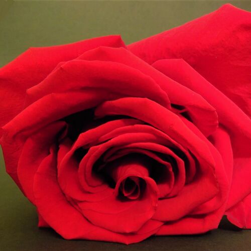 Red rose