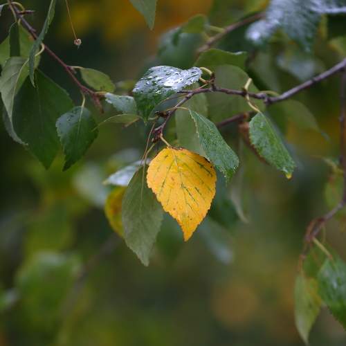 Photo #8087882