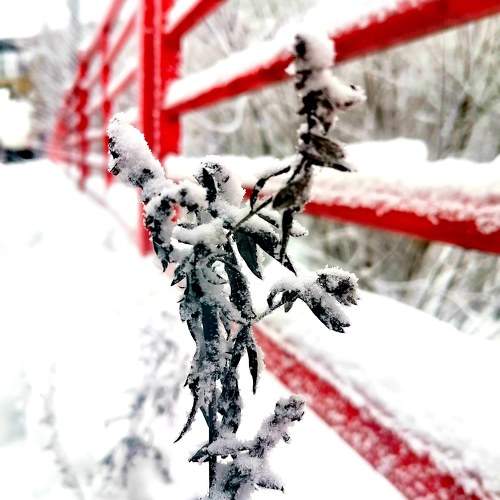 Photo #8089990