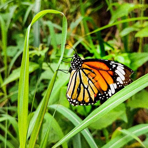 Butterflies are the ornament to nature