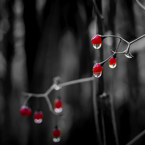 Photo #8092012