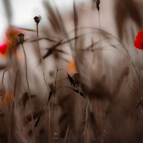 Photo #8093054