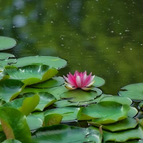Photo #8094037