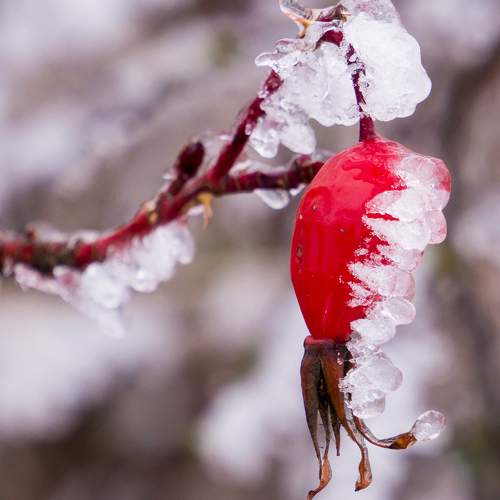 Photo #8094734