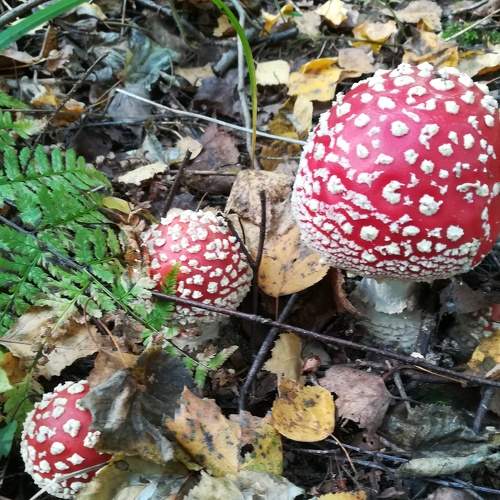 Photo #8096216