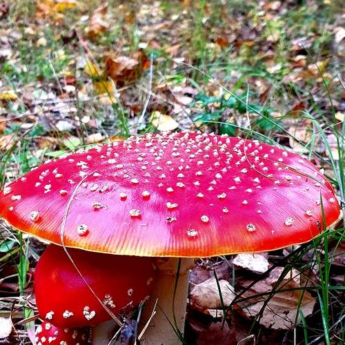 Photo #8098173