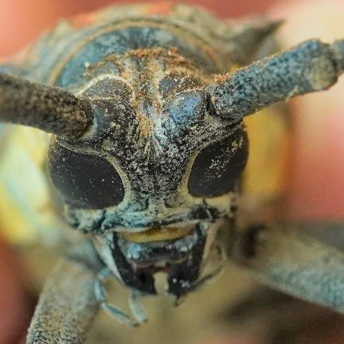 Photo #8098987