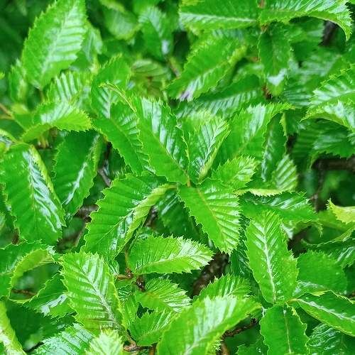 Photo #8099899