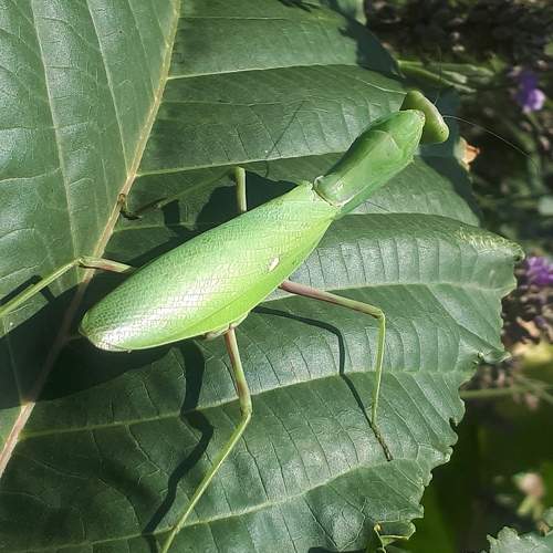 Photo #8100260