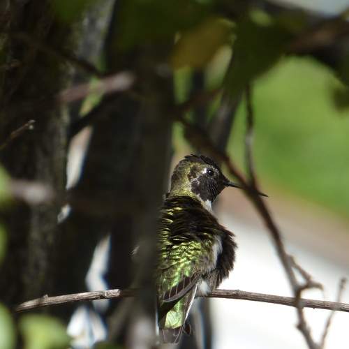 Vibrant Green Hummingbird