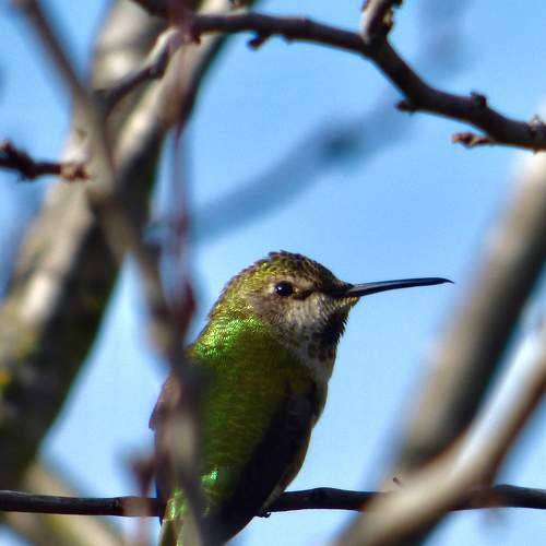 Hummingbird Peeking Through The Branches