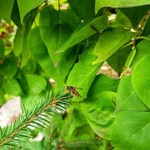 Photo #8101212