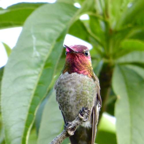 Gorgeous Red Headed Hummingbird!