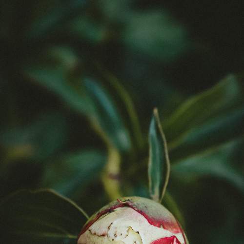 Photo #8107801
