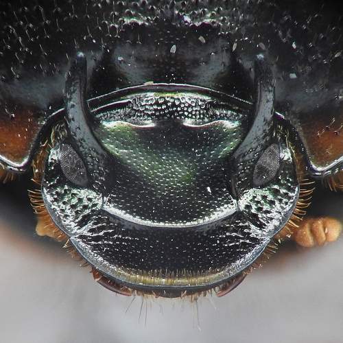 Photo #8108851