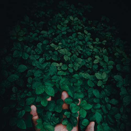 Hand in green leaves