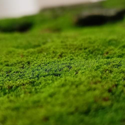 Photo #8108904
