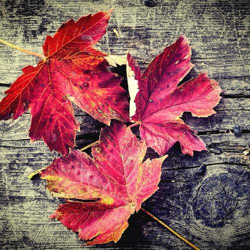 Photo #8109028