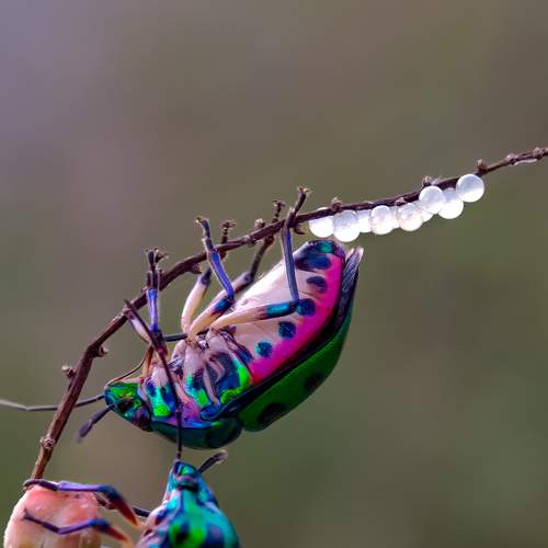 beetle