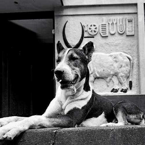 Dogenjodaro