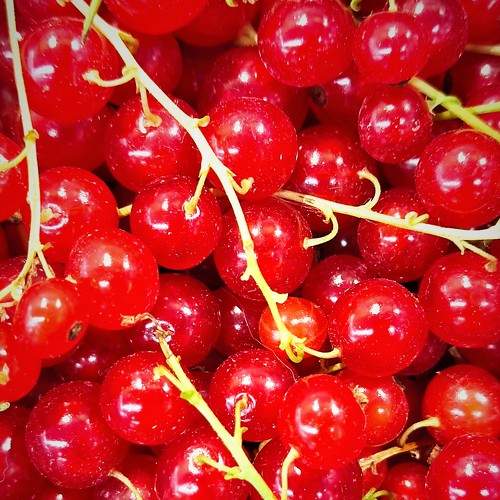 Photo #8112618