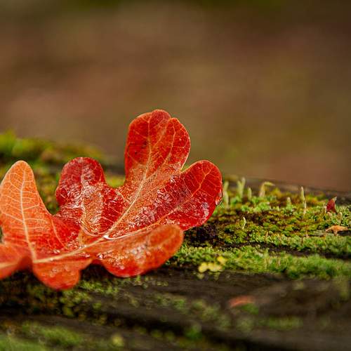 Photo #8112728