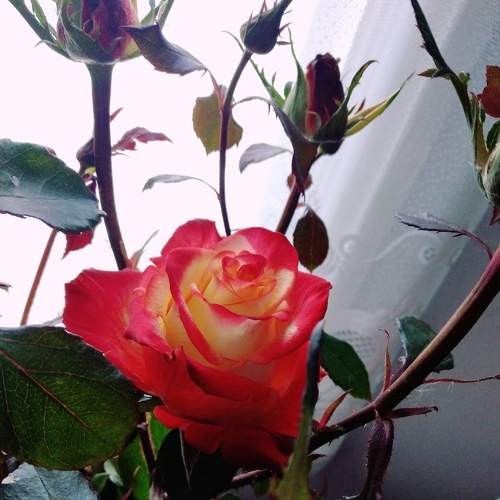 Photo #8114934